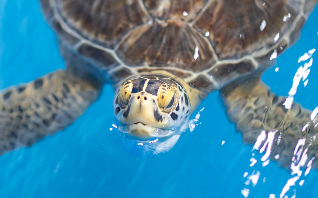 Sea Turtle Camp