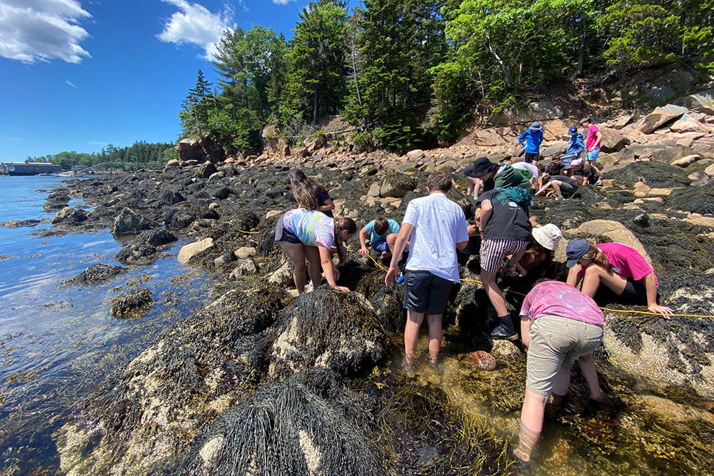 Acadia Institute of Oceanography